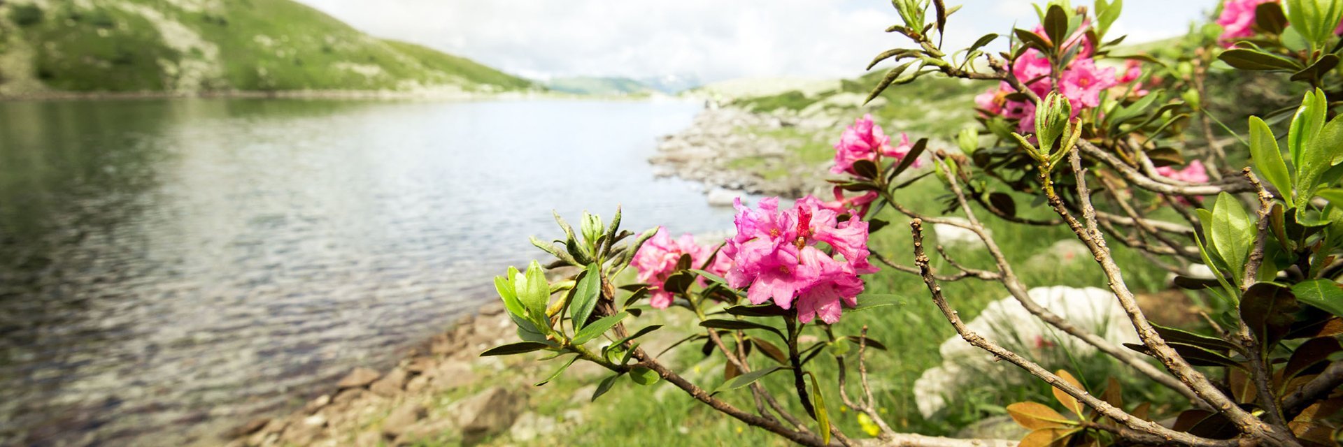 Palfnersee in Bad Gastein zur Sommerzeit mit Almröschen; Wanderung über Graukogel